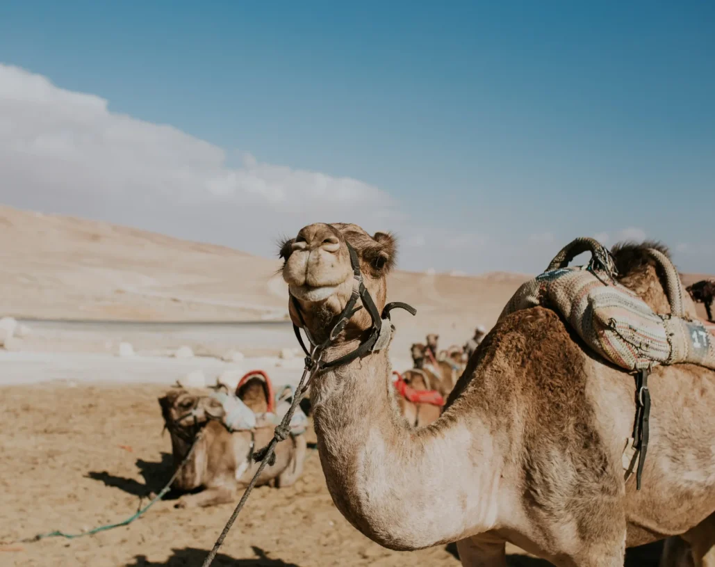 camel-leash-tourists-egypt