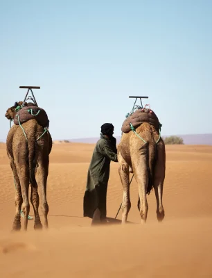wide-shot-male-two-camels-walking-moroccan-desert-daytime